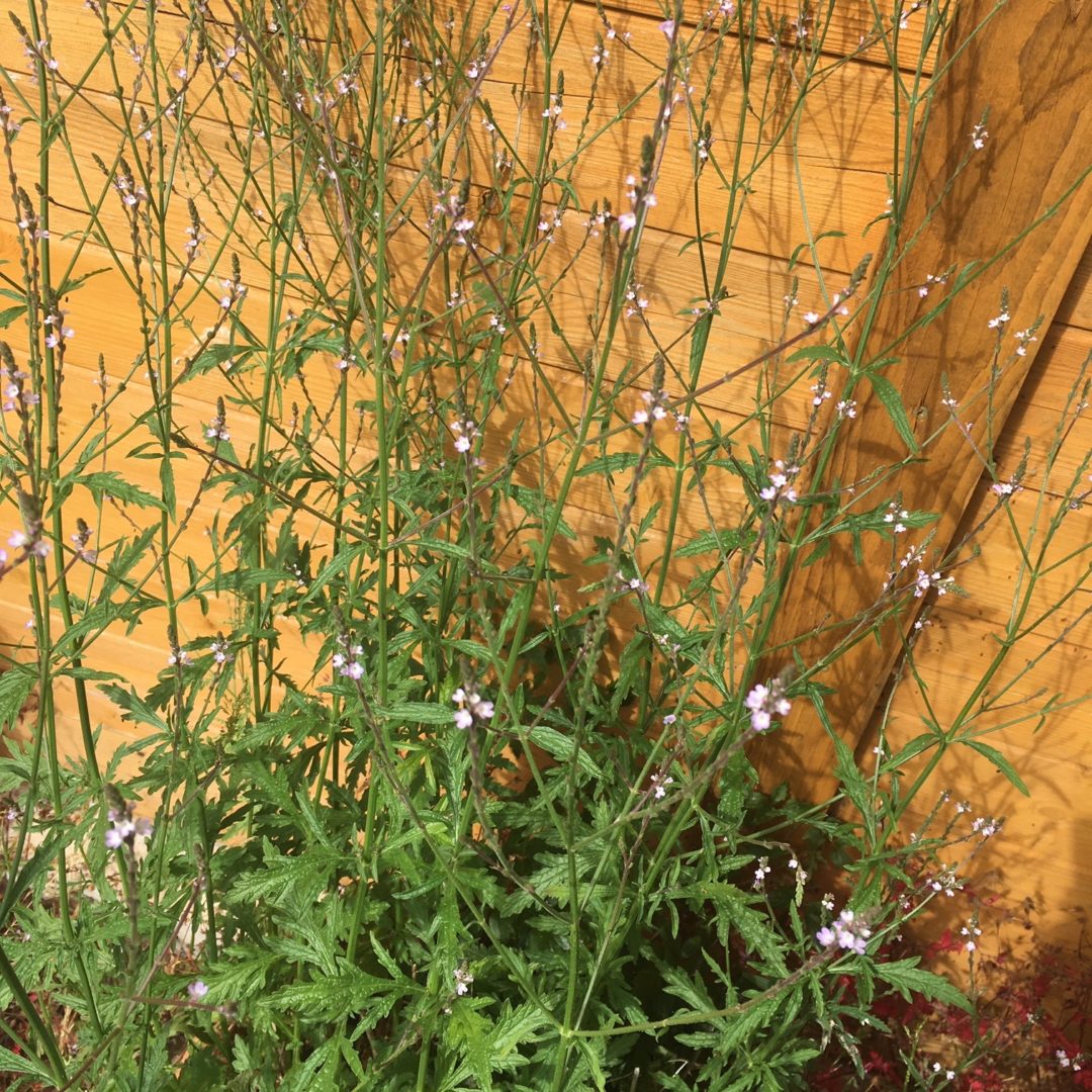 Vervain