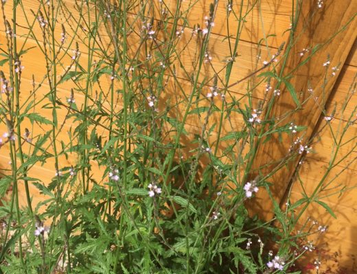 Vervain
